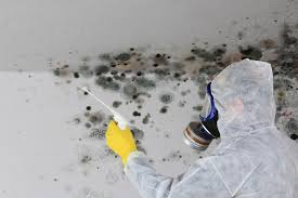 Mold Odor Removal Services in River Falls, WI